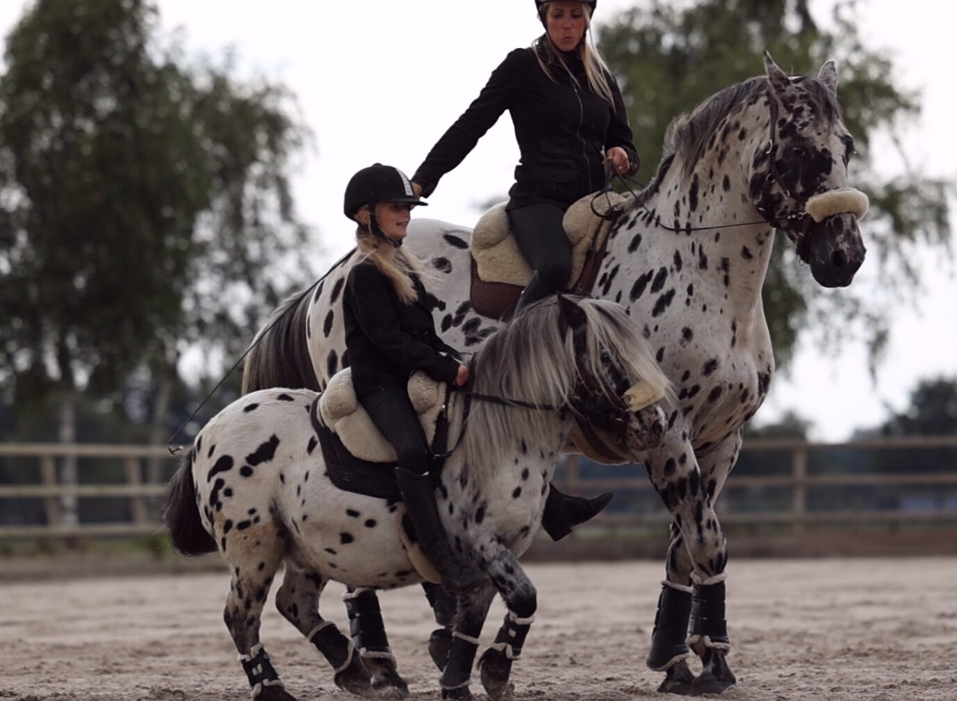Paard in de piaffe aan de hand