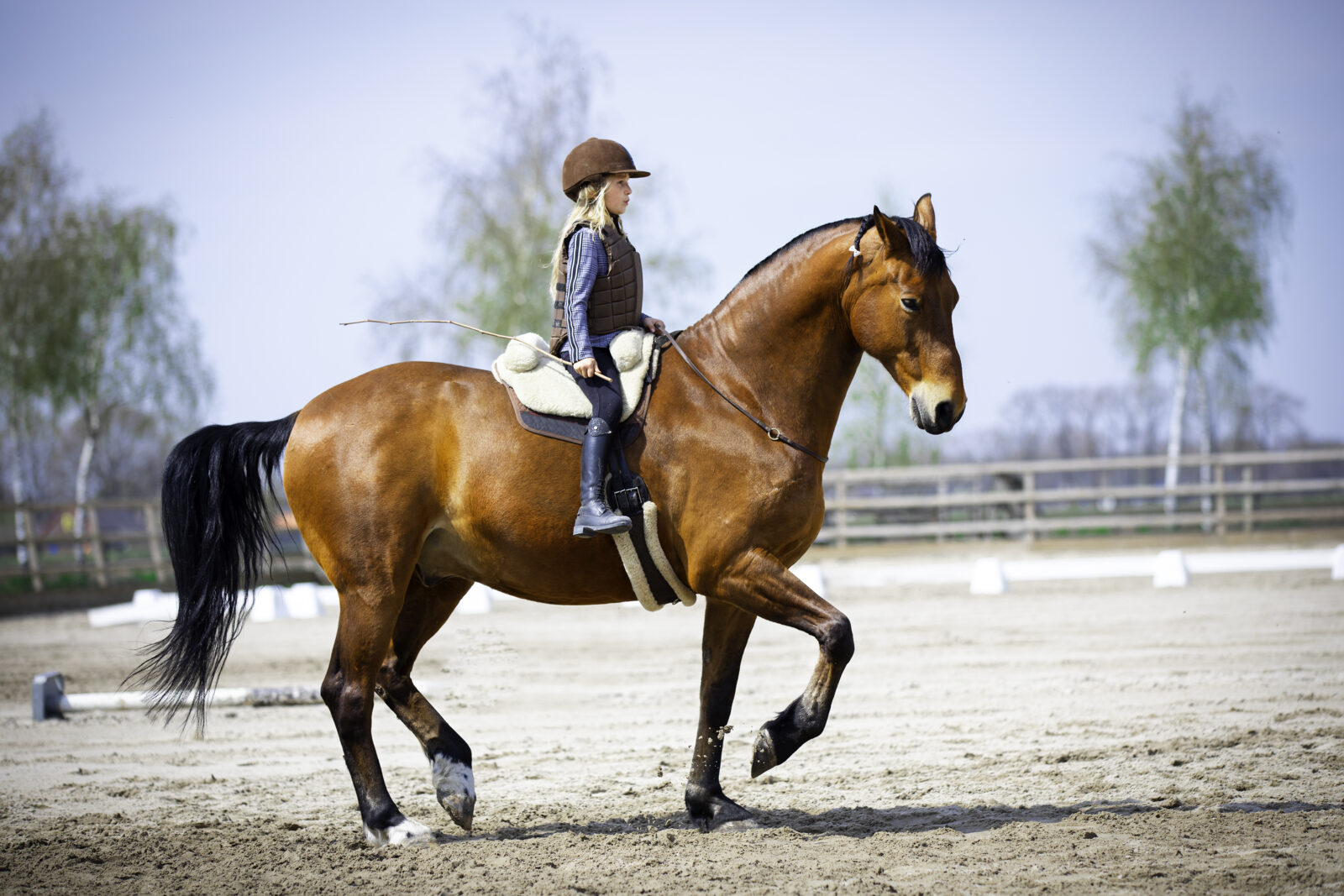 Piaffe onder de ruiter