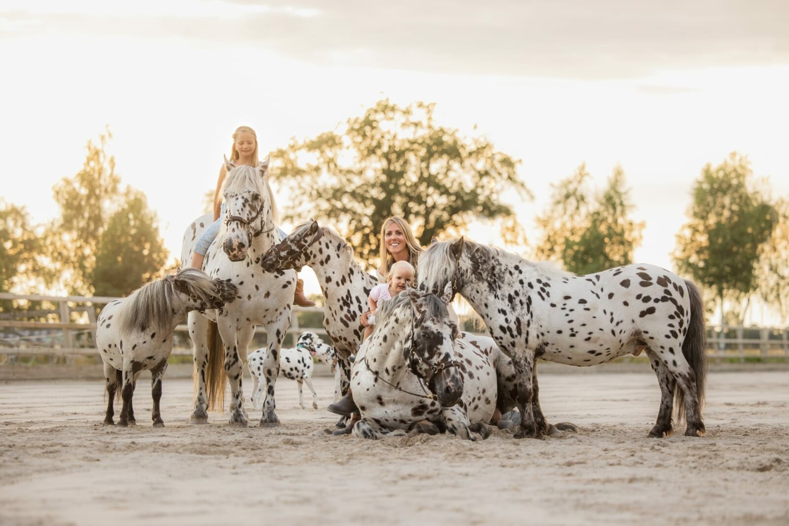 Paard met hoofdstel van Human & Horse