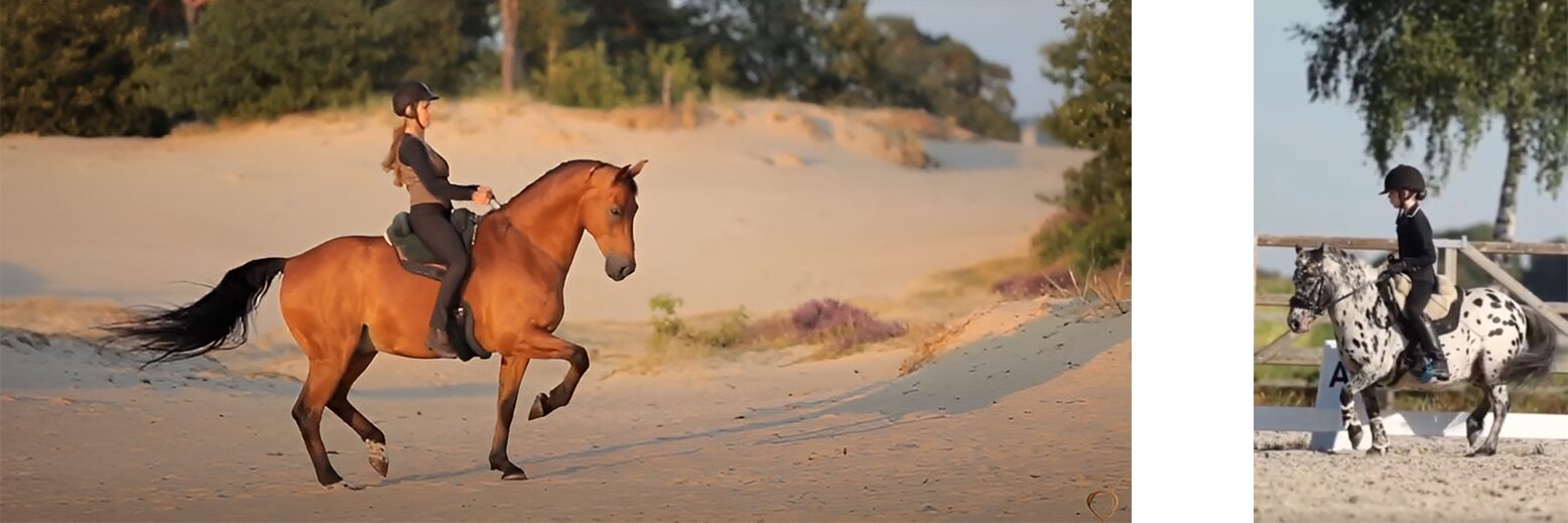 Verschillende paarden van de Academy in de piaffe