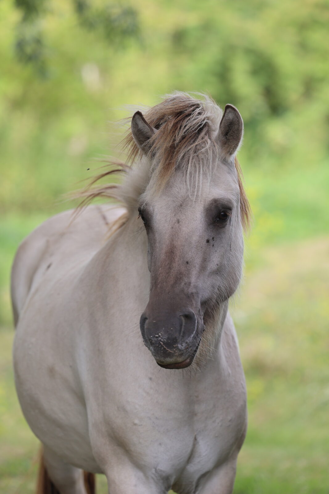 Paarden grazen tussen kruiden en riet