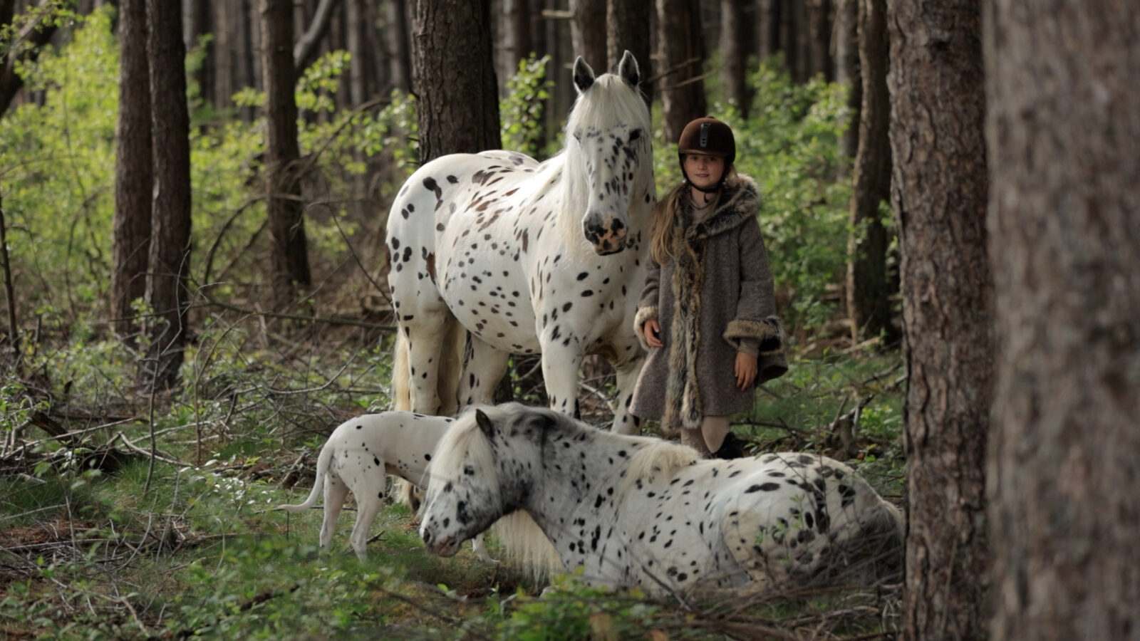 Sunnery bij de paarden