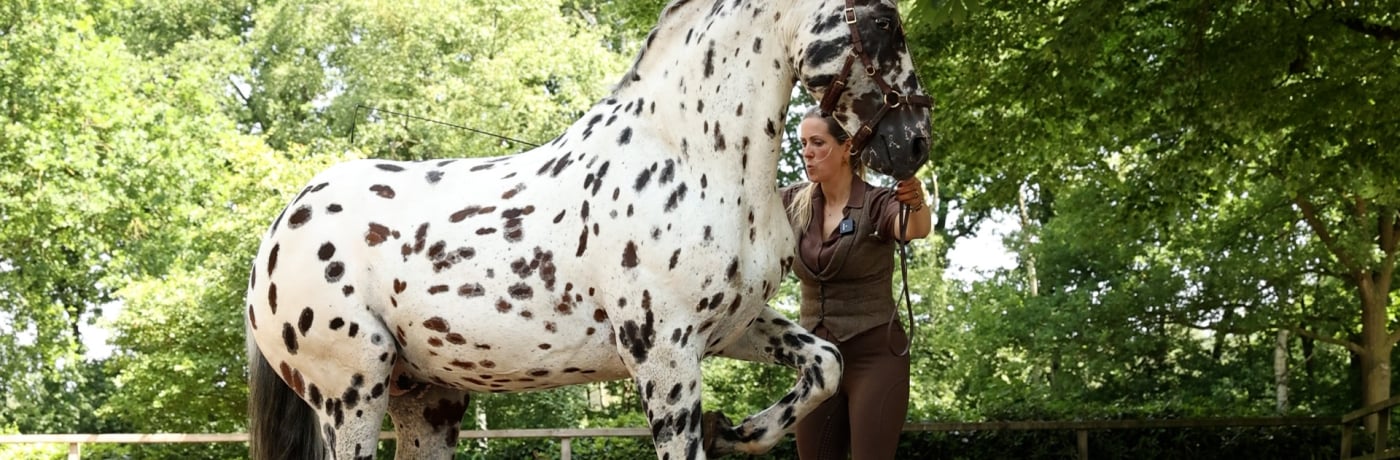 Greetje doing groundwork with a horse
