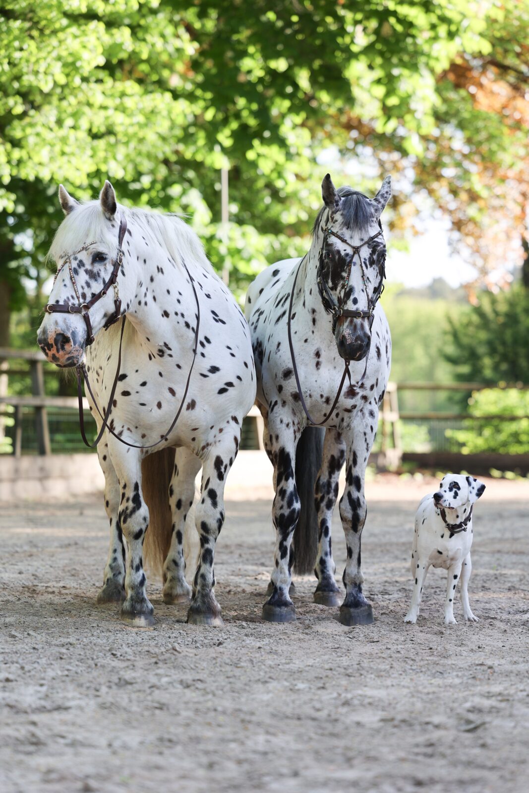 Paard met het Human & Horse Heart Bridle