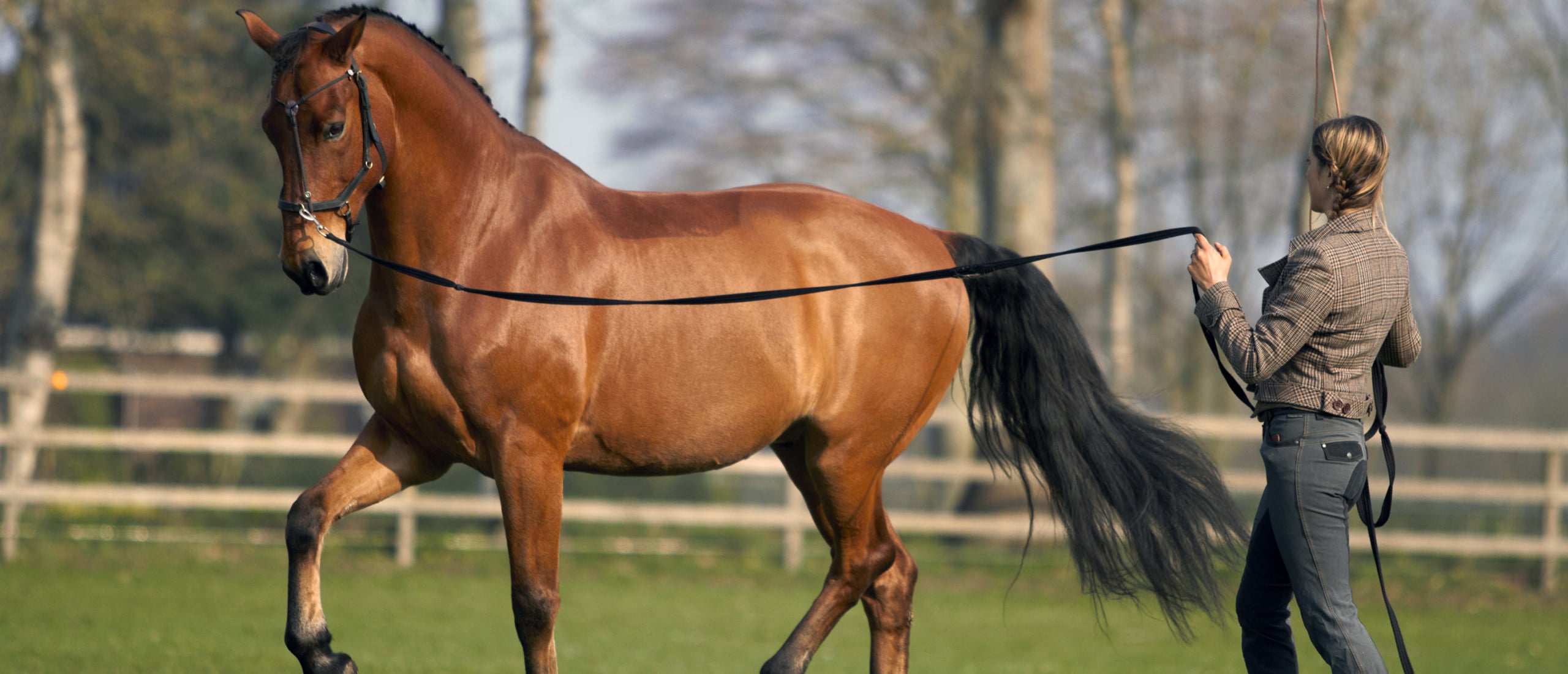 Horse in collected trot on the lunge