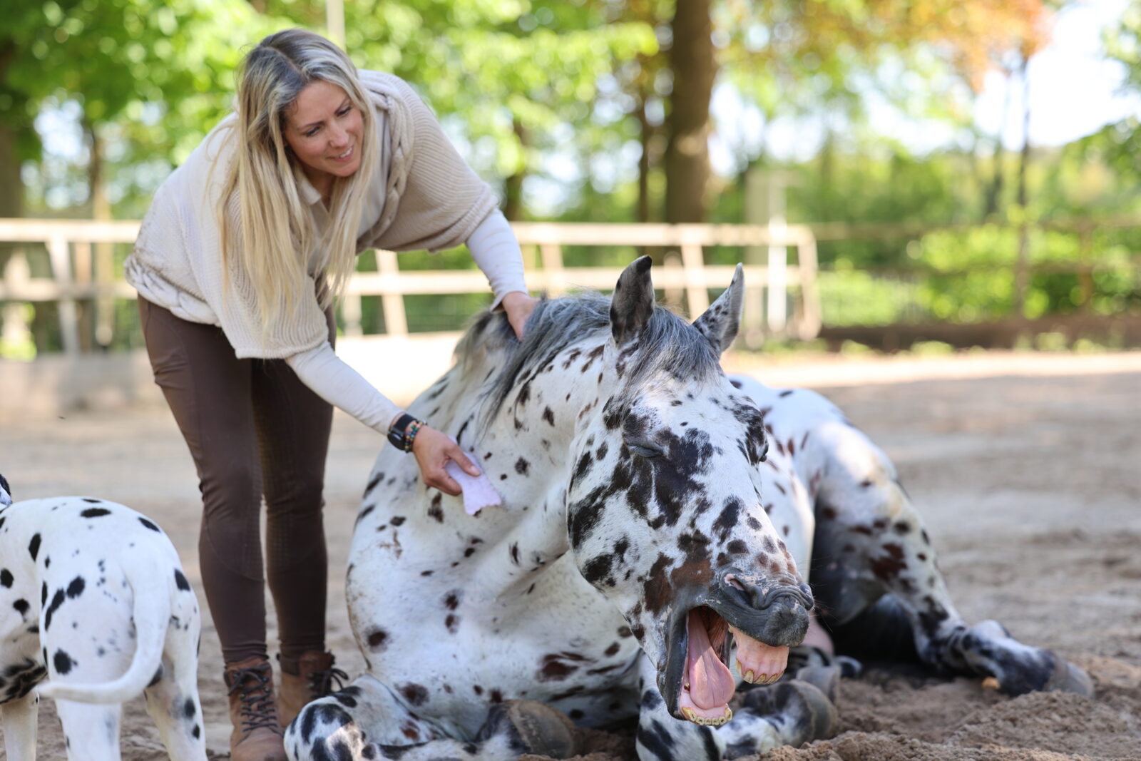 Guasha-behandeling bij een paard