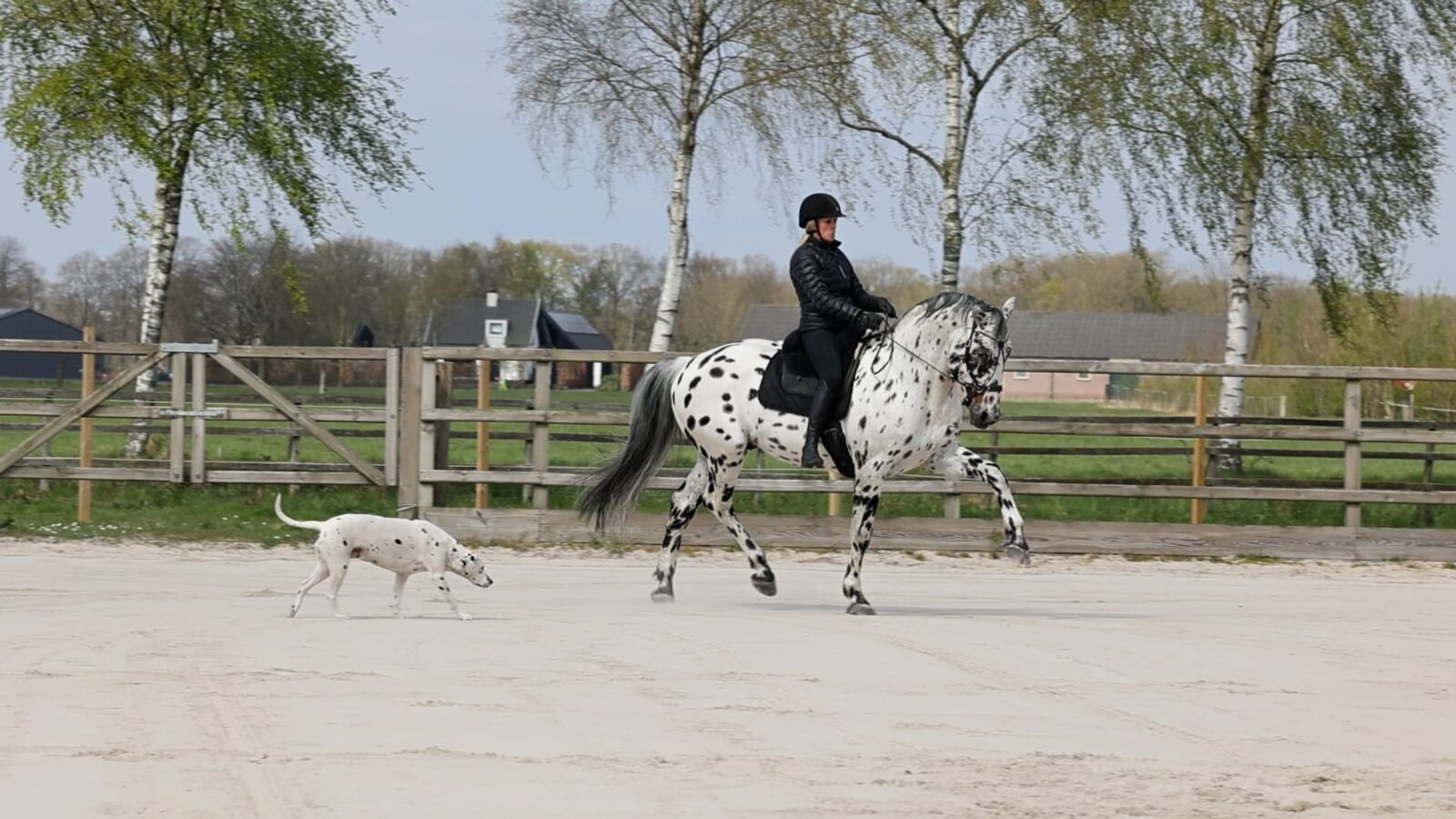 Greetje rijdt Nevada in verzameling