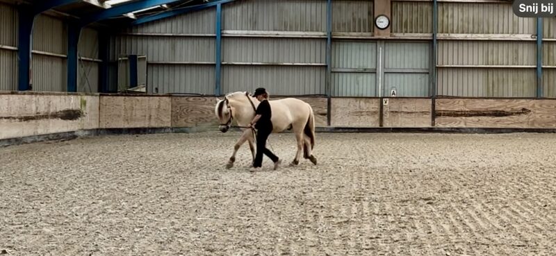 Patricia van der Zee, Gecertificeerd instructeur